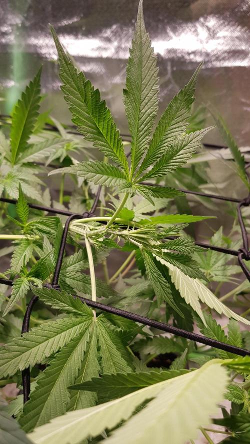 Sweet Seeds Forest #2. Week 7