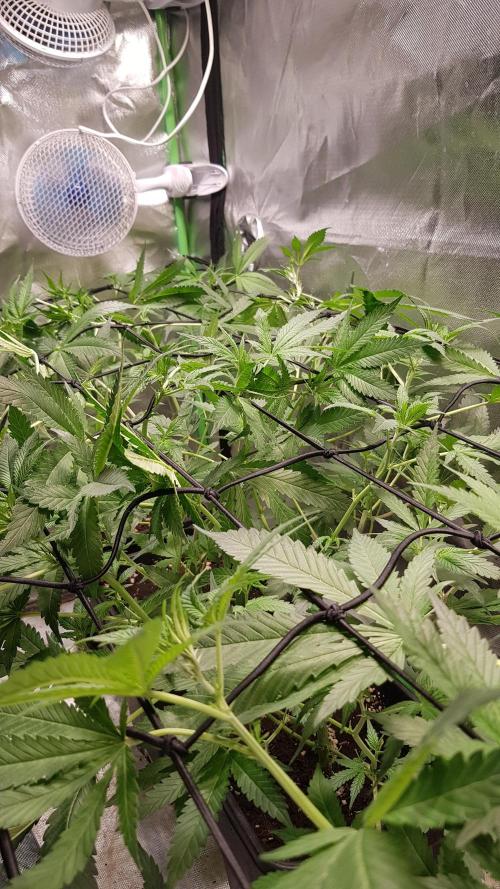 Sweet Seeds Forest #2. Week 7
