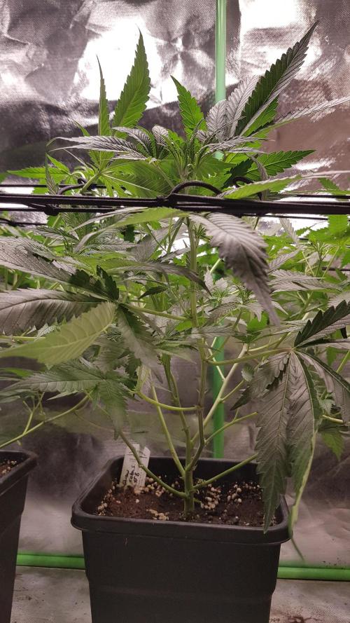 Sweet Seeds Forest #2. Week 7