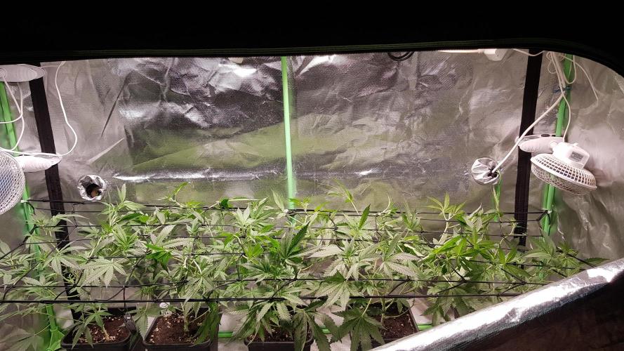 Sweet Seeds Forest #2. Week 7