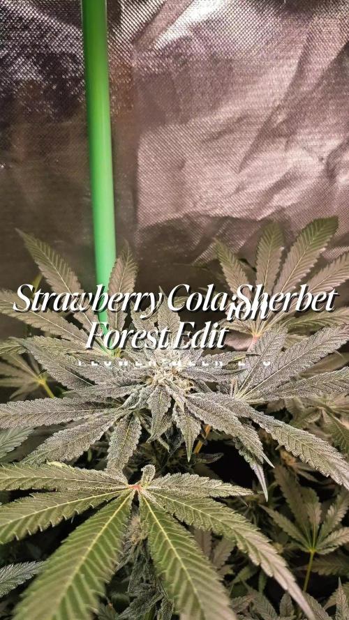 Sweet Seeds Forest #2