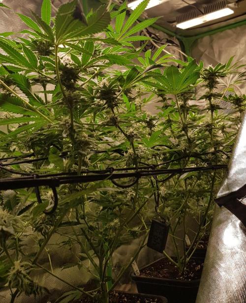 Sweet Seeds Forest #2. Week 10