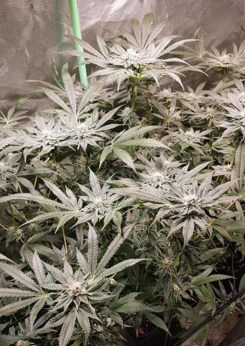 Sweet Seeds Forest #2. Week 10