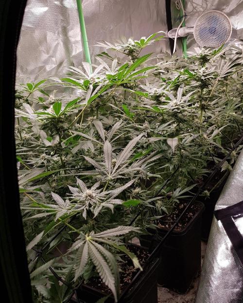 Sweet Seeds Forest #2. Week 10