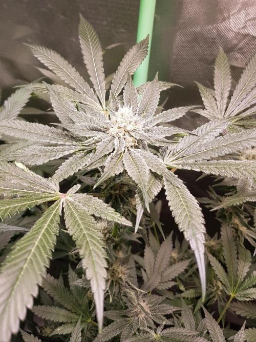 Sweet Seeds Forest #2. Week 10