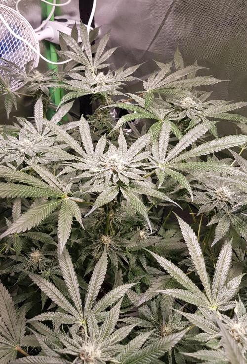 Sweet Seeds Forest #2. Week 10