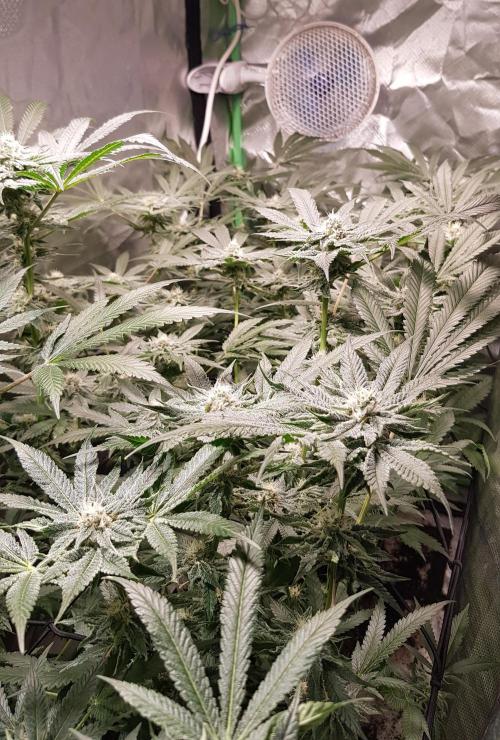 Sweet Seeds Forest #2. Week 10