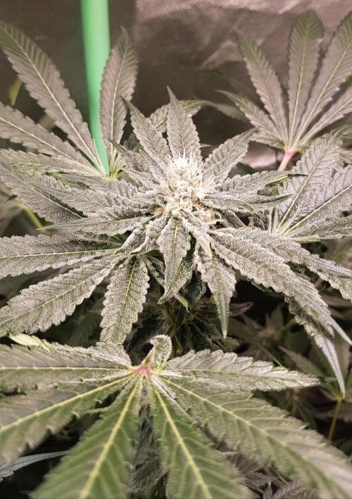 Sweet Seeds Forest #2. Week 10
