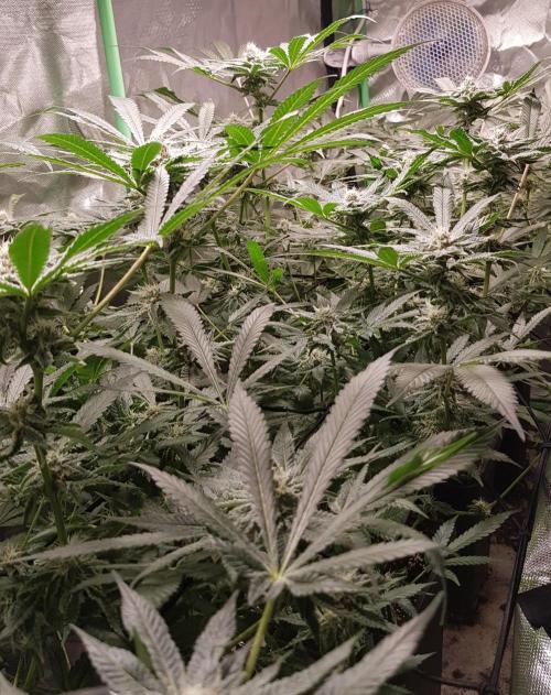 Sweet Seeds Forest #2. Week 10