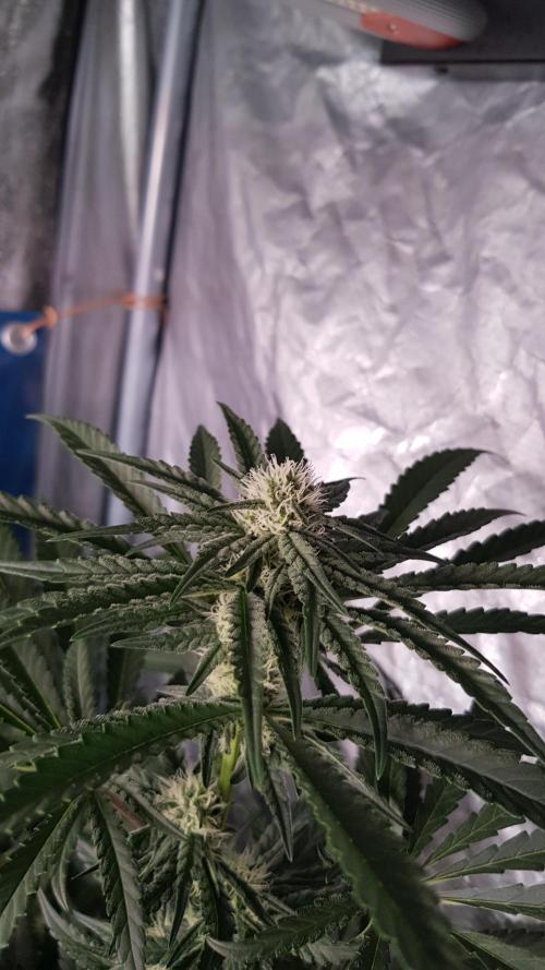 Lobster Butter. Week 8