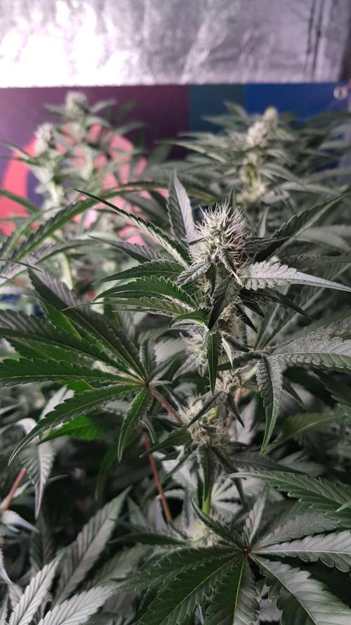 Poison Crafting. Week 8