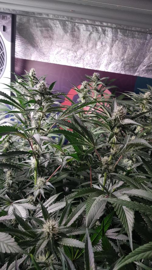 Poison Crafting. Week 8