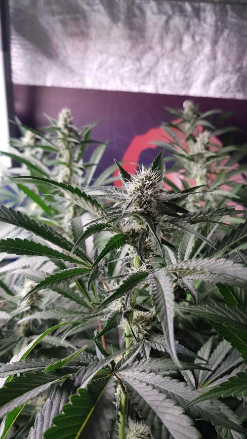 Poison Crafting. Week 8
