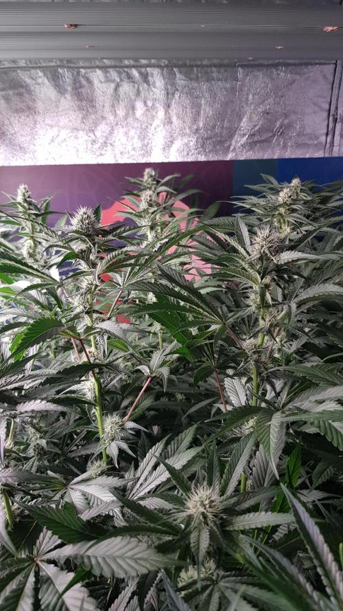 Toad Venum. Week 8