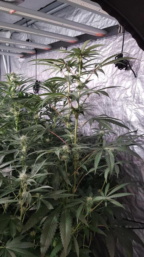 Secret Cake. Week 8