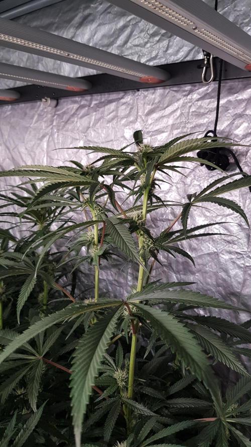 Secret Cake. Week 8