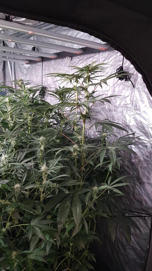 Secret Cake. Week 8