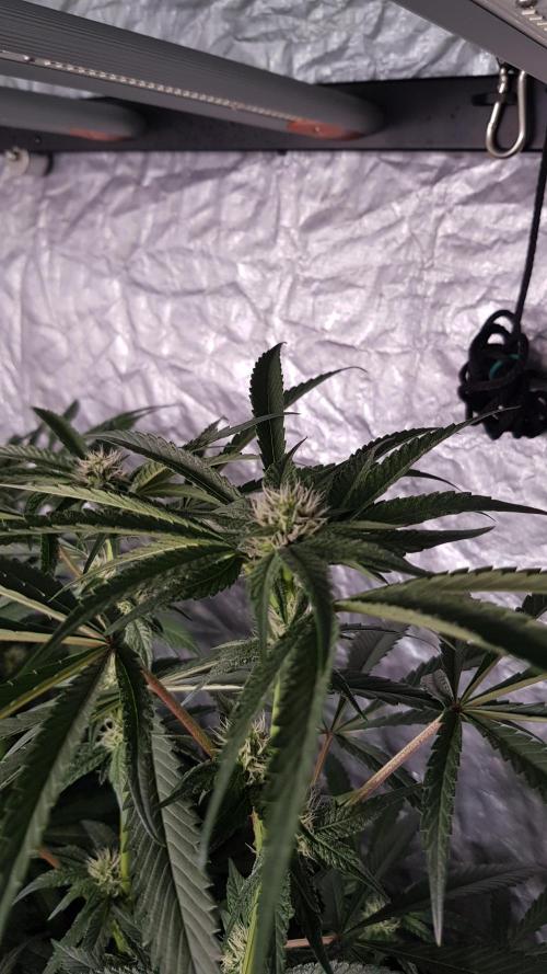 Secret Cake. Week 8