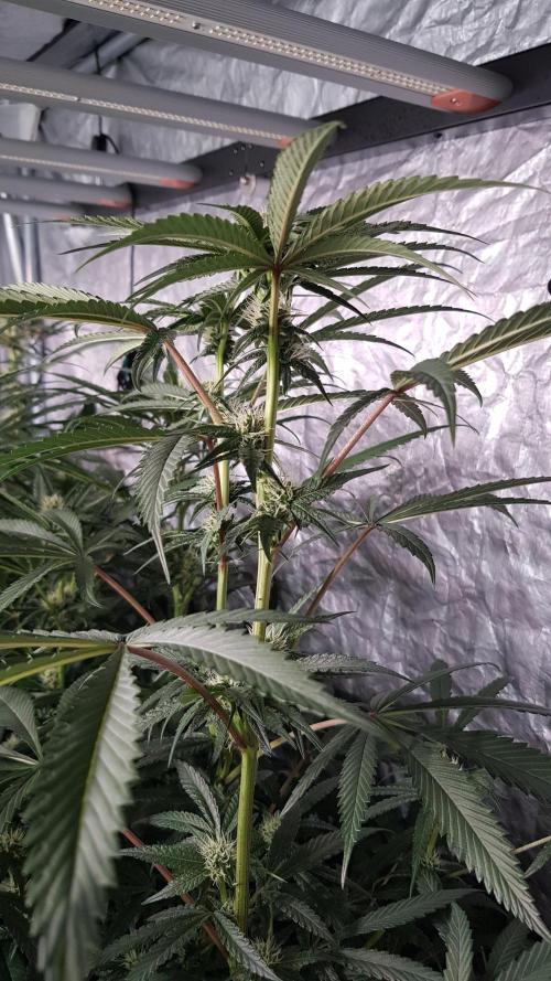 Secret Cake. Week 8