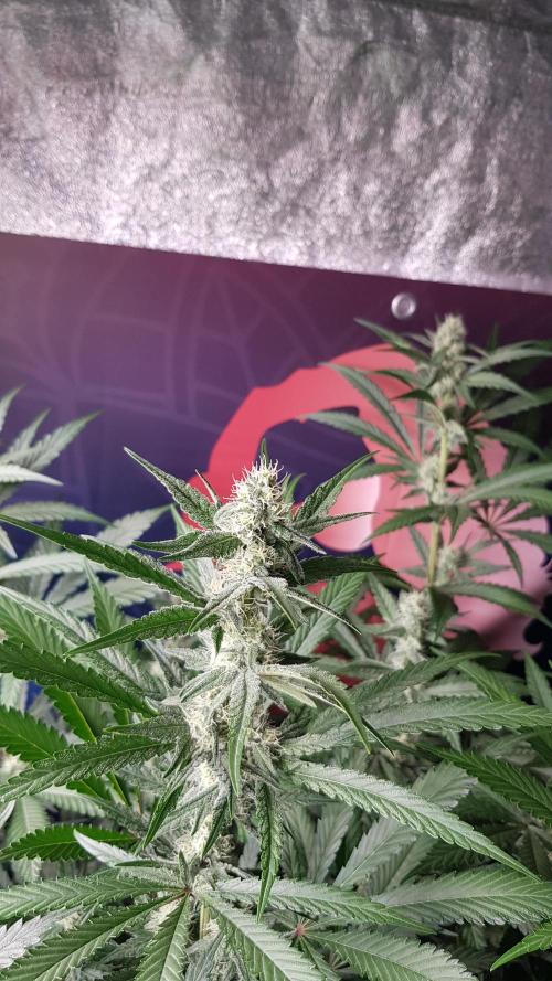 Changing Colours. Week 8
