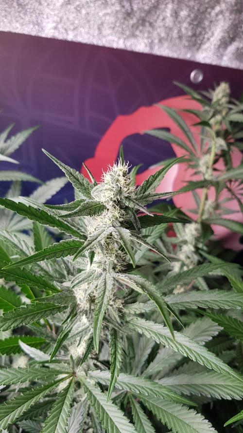 Changing Colours. Week 8