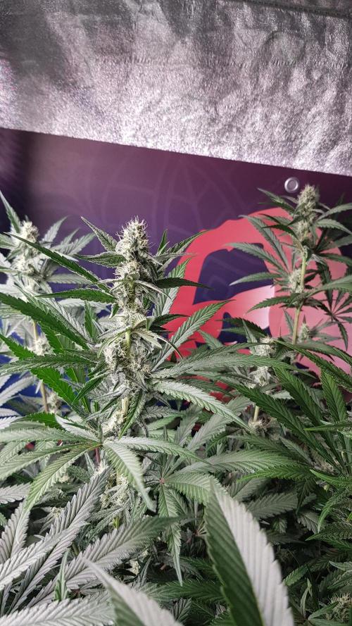 Changing Colours. Week 8