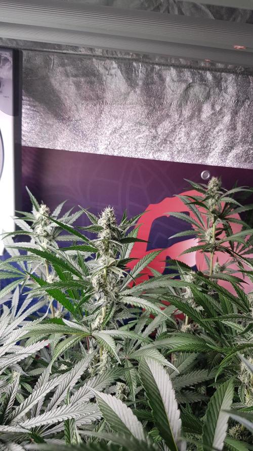 Changing Colours. Week 8