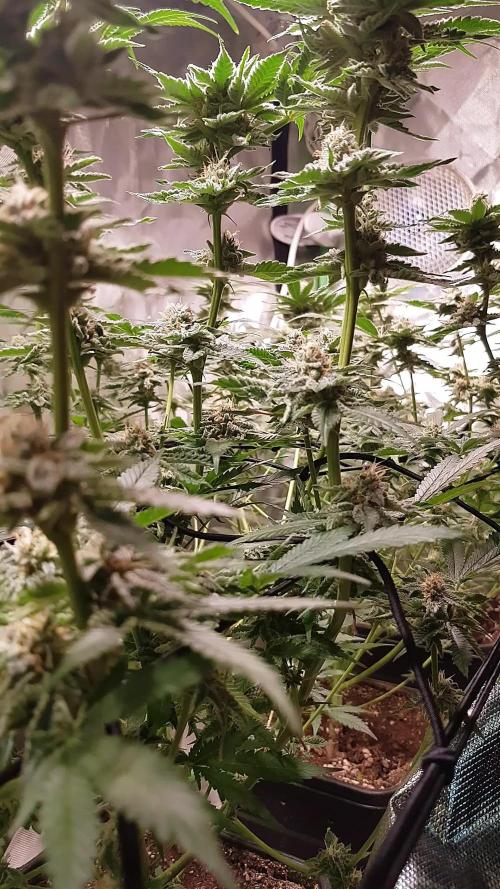 Sweet Seeds Forest #2