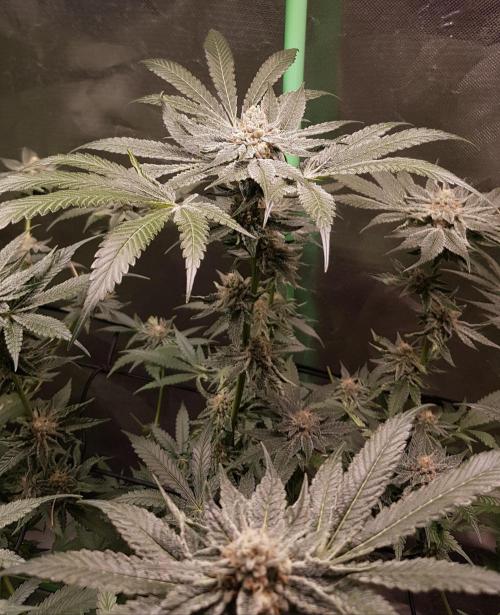Sweet Seeds Forest #2. Week 12