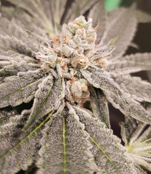 Sweet Seeds Forest #2. Week 12