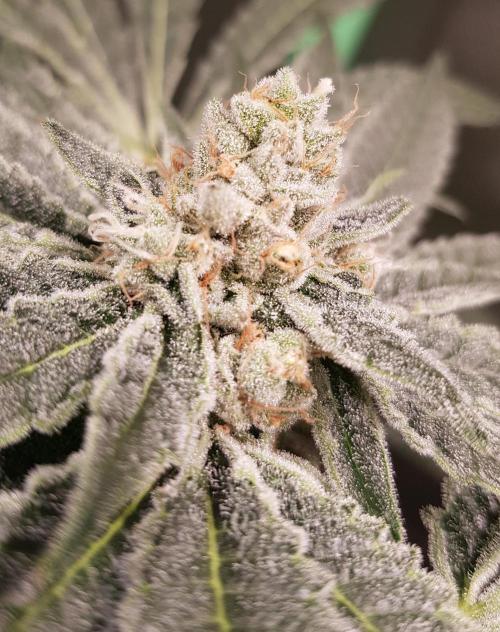 Sweet Seeds Forest #2. Week 12