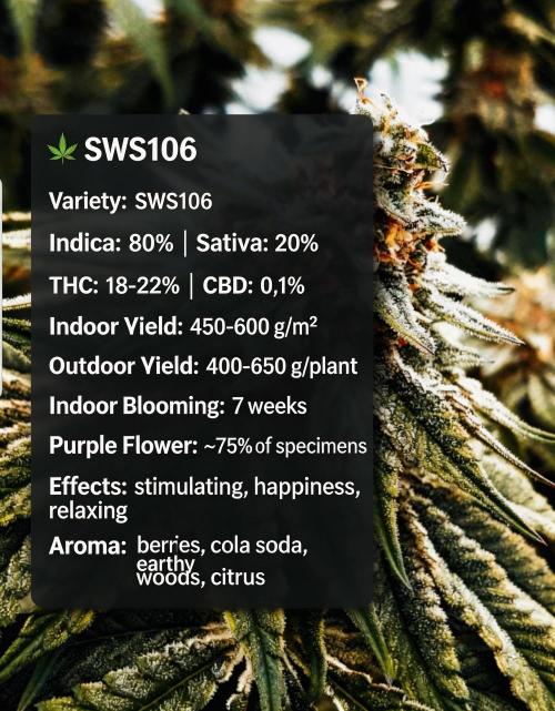 Sweet Seeds Forest #2. Week 12