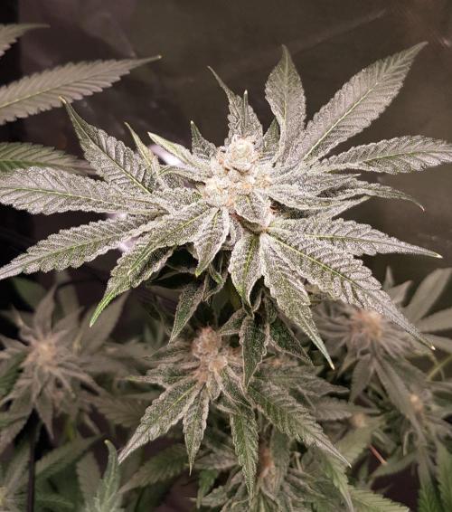 Sweet Seeds Forest #2. Week 12