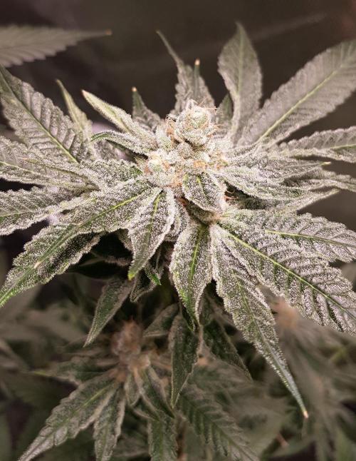 Sweet Seeds Forest #2. Week 12