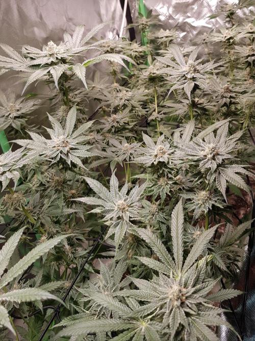 Sweet Seeds Forest #2. Week 12