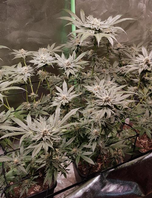 Sweet Seeds Forest #2. Week 12
