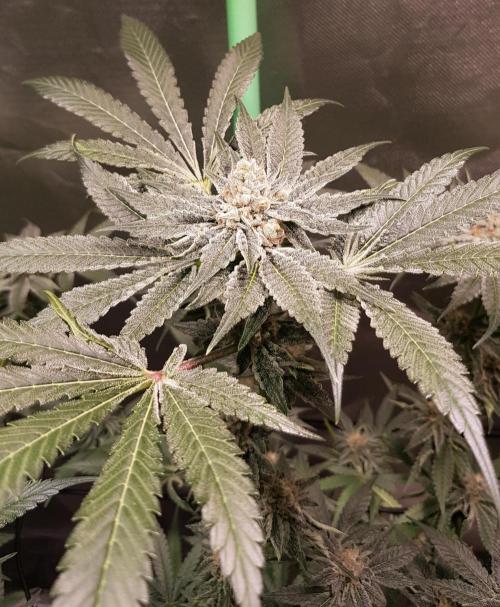 Sweet Seeds Forest #2. Week 12
