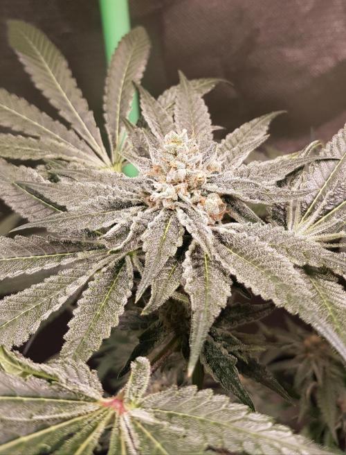 Strawberry Cola Sherbet F1 Fast Version. Week 12