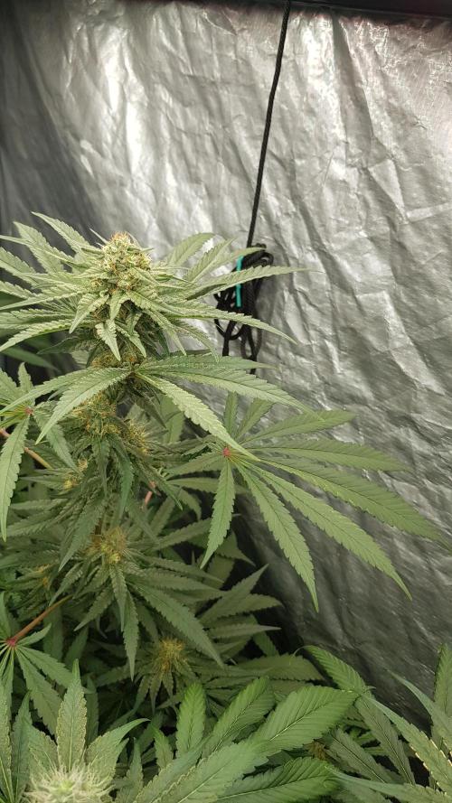 Lobster Butter. Week 10