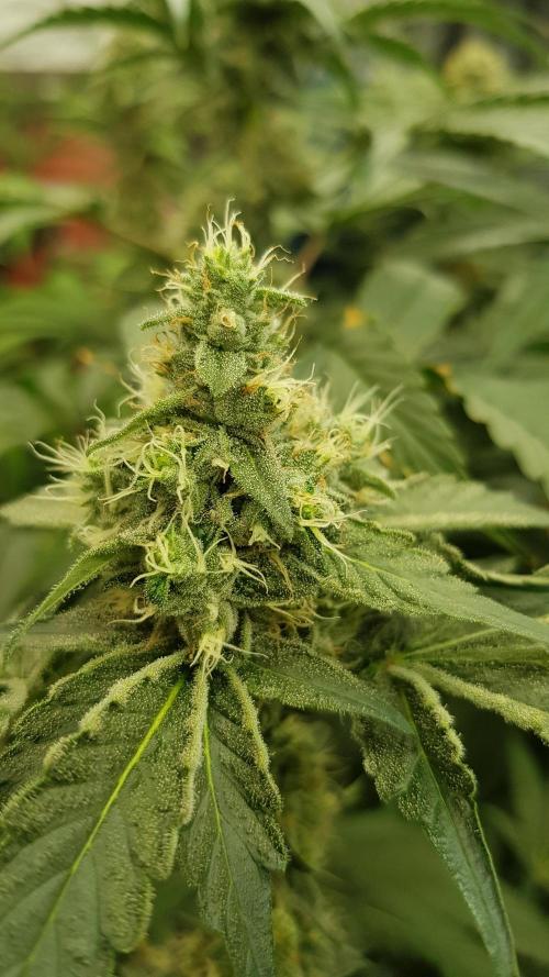 Toad Venum. Week 10