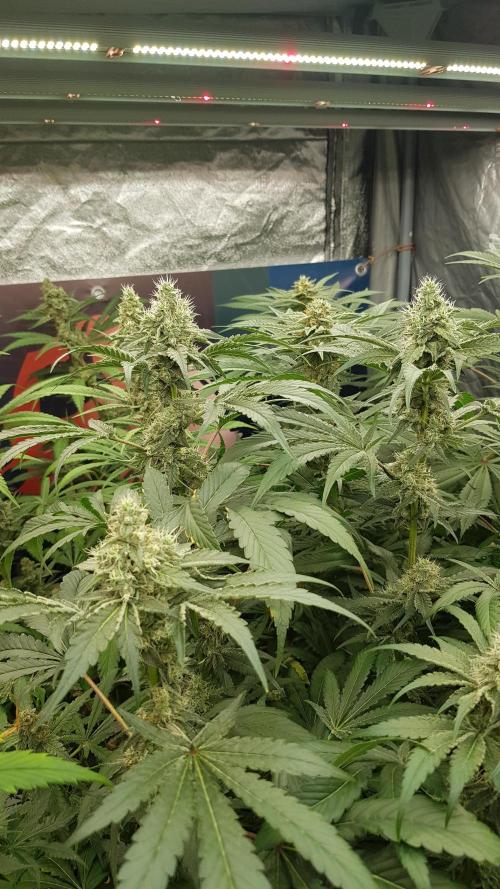 Poison Crafting. Week 10