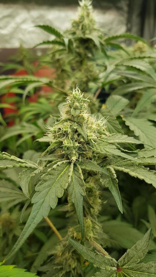 Poison Crafting. Week 10