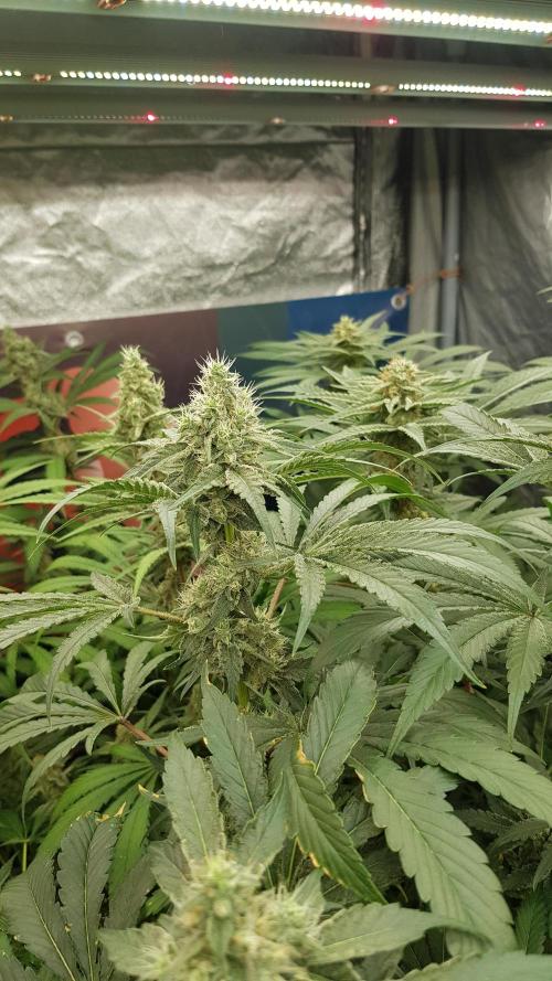 Poison Crafting. Week 10