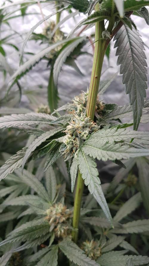 Slush Mint Cake. Week 10