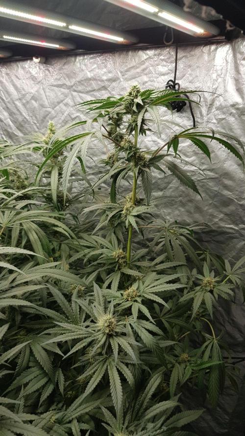 Secret Cake. Week 10