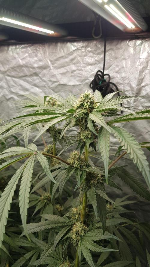 Secret Cake. Week 10