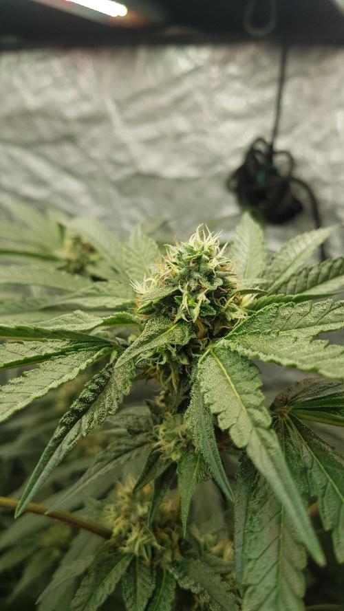 Secret Cake. Week 10