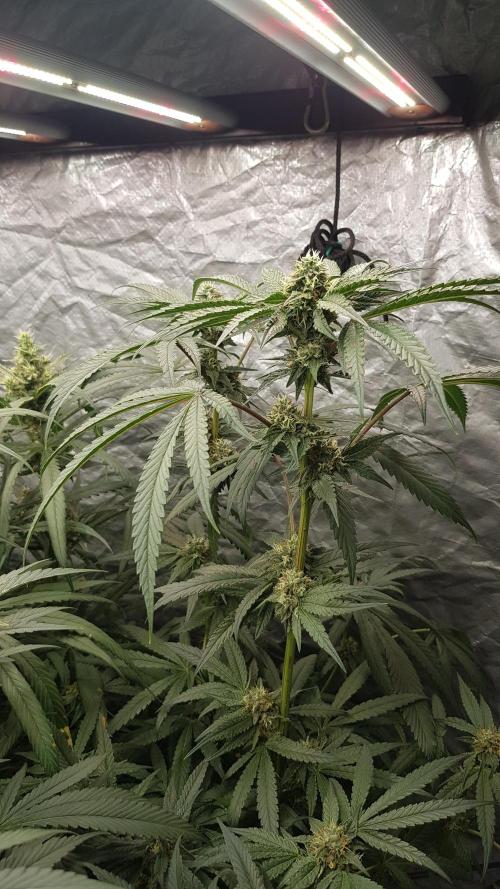 Secret Cake. Week 10