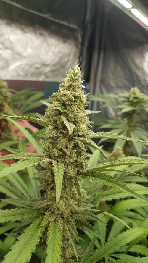 Changing Colours. Week 10