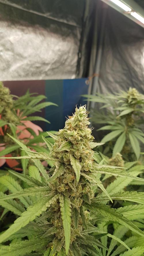 Changing Colours. Week 10
